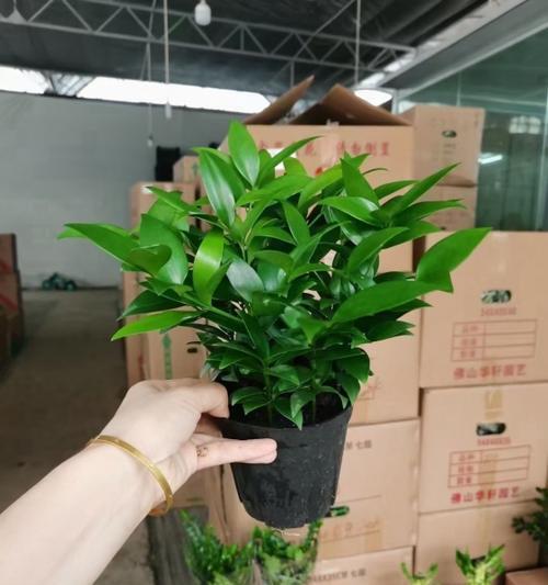 竹柏生长太高怎么办？（控制竹柏高度的关键方法以及注意事项）-第1张图片-绿意生活