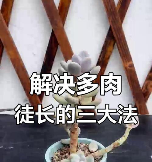 多肉移盆后徒长应对策略（多肉植物移盆后的徒长现象及解决办法）-第3张图片-绿意生活