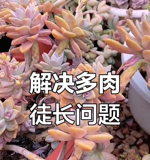 多肉移盆后徒长应对策略（多肉植物移盆后的徒长现象及解决办法）-第1张图片-绿意生活