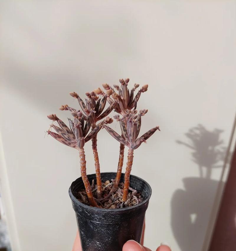 鹿角海棠换盆后的浇水技巧（掌握浇水频率，让鹿角海棠茁壮成长）-第1张图片-绿意生活