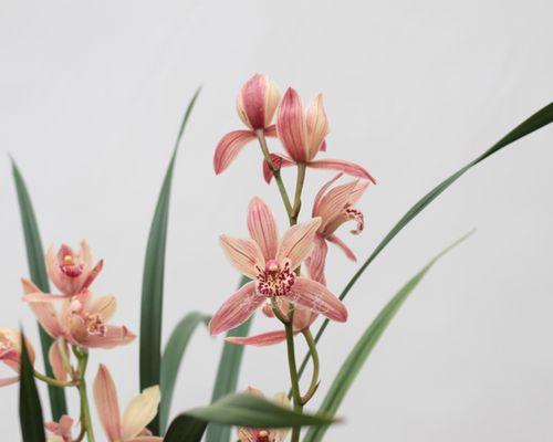 四季兰花开花后的养护方法（让你的四季兰花常年绽放）-第1张图片-绿意生活