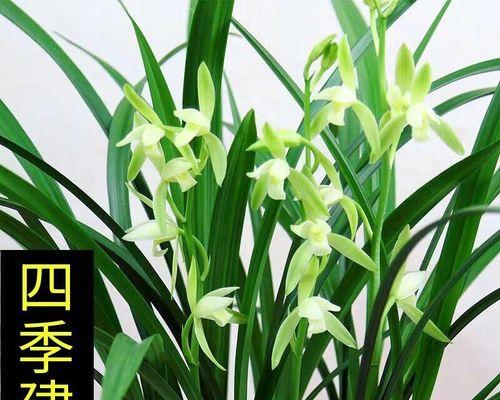 四季兰花开花后的养护方法（让你的四季兰花常年绽放）-第2张图片-绿意生活