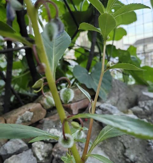中国凤仙的种植技巧与养护要点（了解凤仙，让你的花园充满魅力）-第1张图片-绿意生活
