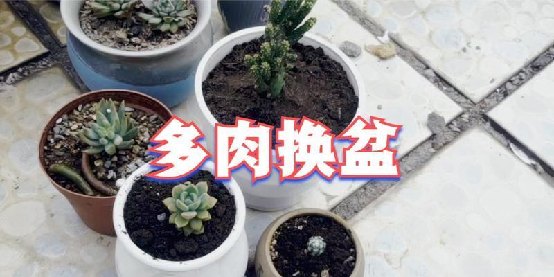 多肉姬珊瑚的养殖技巧（打造精致多肉花园，姬珊瑚来帮忙）-第3张图片-绿意生活