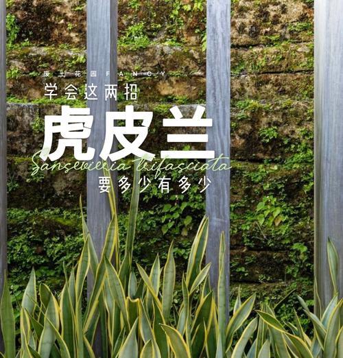 以虎耳兰的繁殖为主题的文章（探索虎耳兰的繁殖方法，打造绿意盎然的家园）-第2张图片-绿意生活