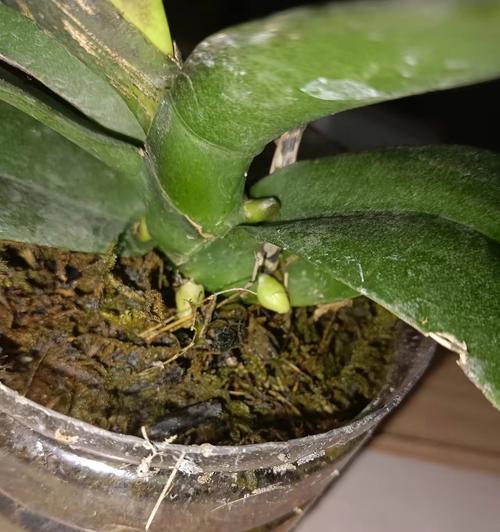 以草木灰为肥料养花，让花草茁壮成长（探究草木灰在花卉养护中的应用效果与注意事项）-第2张图片-绿意生活