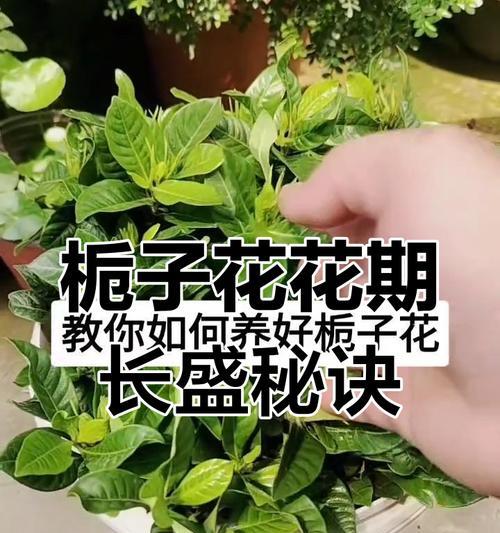 小苗根全剪，如何养活？（学会正确护理，让栀子花焕发新生命）-第1张图片-绿意生活