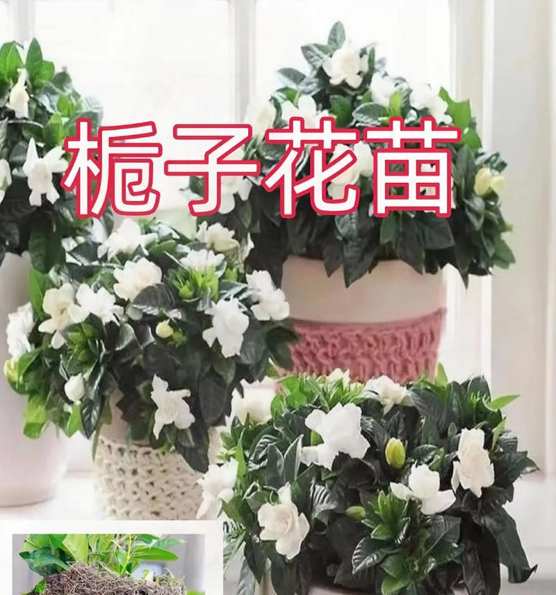 小苗根全剪，如何养活？（学会正确护理，让栀子花焕发新生命）-第2张图片-绿意生活