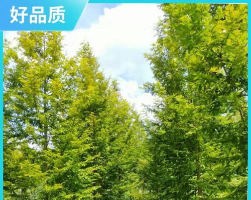 水杉树不是落叶植物（揭开水杉树落叶的神秘面纱）-第1张图片-绿意生活