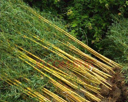 盆栽竹黄了怎么办？（教你如何挽救黄叶盆栽竹）-第1张图片-绿意生活