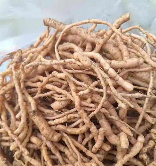探究地黄的形态特征（一览地黄的植物结构及其生长环境）-第2张图片-绿意生活