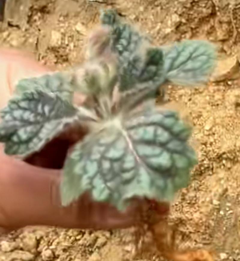 探究地黄的形态特征（一览地黄的植物结构及其生长环境）-第3张图片-绿意生活