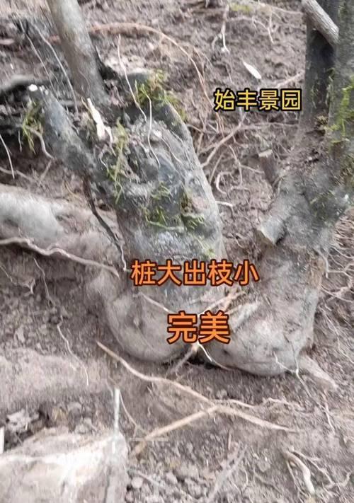 老鸦柿盆栽的种植技巧与注意事项（打造健康繁茂的老鸦柿盆栽，关键是这一步！）-第3张图片-绿意生活