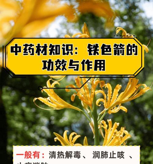 以忽地笑怎么种植——让您的花园充满欢乐（忽地笑种植方法、忽地笑种植技巧、忽地笑种植注意事项）-第1张图片-绿意生活