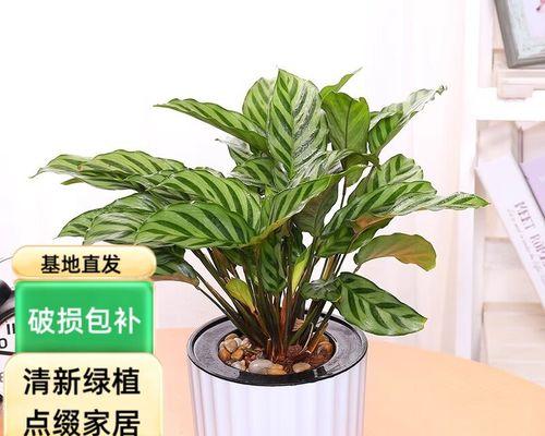 孔雀竹芋为何叶子下垂？（揭开孔雀竹芋叶子下垂的原因和解决办法）-第1张图片-绿意生活