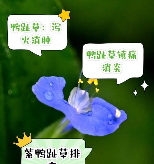 紫鸭拓草不开花，解决方法一网打尽（探究紫鸭拓草不开花的原因及有效疏导方法）-第2张图片-绿意生活