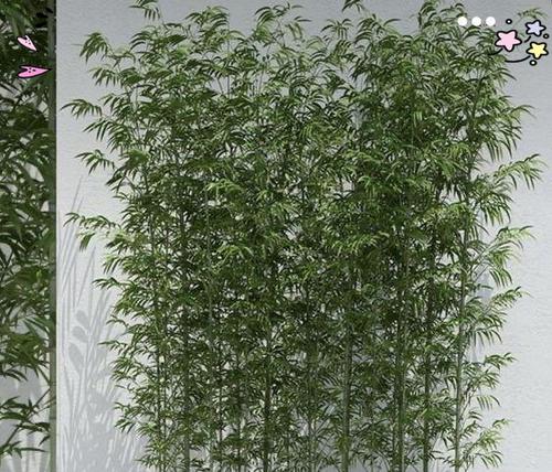 紫竹养护全攻略（了解紫竹的特性与养护技巧，打造美丽庭院）-第1张图片-绿意生活