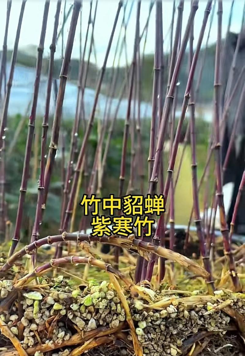紫竹养护全攻略（了解紫竹的特性与养护技巧，打造美丽庭院）-第2张图片-绿意生活