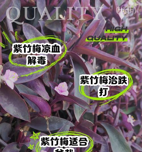 紫竹养护全攻略（了解紫竹的特性与养护技巧，打造美丽庭院）-第3张图片-绿意生活