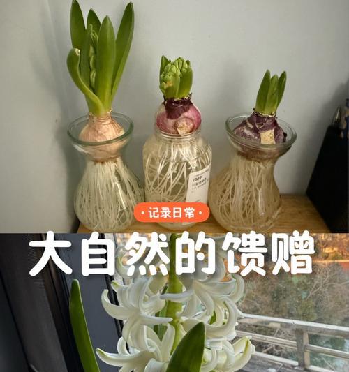 如何清除发霉的风信子（有效方法和技巧，让风信子重获生机）-第1张图片-绿意生活