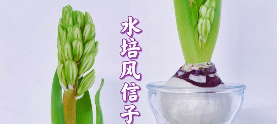 如何清除发霉的风信子（有效方法和技巧，让风信子重获生机）-第2张图片-绿意生活