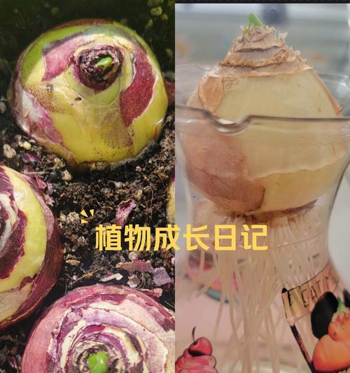 如何清除发霉的风信子（有效方法和技巧，让风信子重获生机）-第3张图片-绿意生活