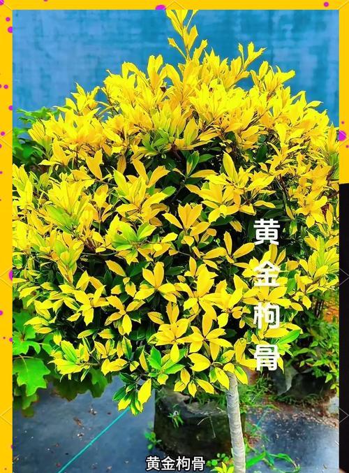 打造迷人的米叶枸骨盆景（如何正确养护米叶枸骨，打造独特盆景）-第3张图片-绿意生活