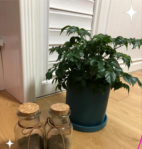 追寻幸福之路——寻找幸福树的旅程（探索自我与自然的和谐之道）-第3张图片-绿意生活