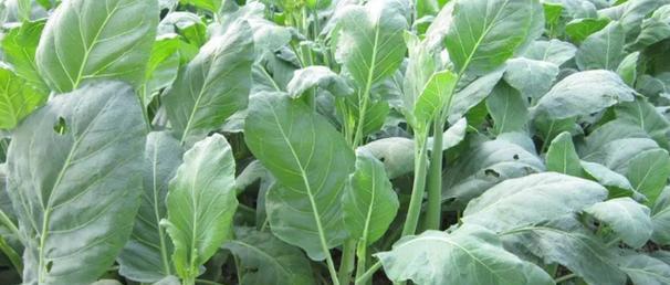 芥末种植的最佳时间（掌握关键期，收获丰盈）-第3张图片-绿意生活