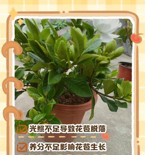 栀子花老了怎么办？保养小妙招让它再次绽放光彩（栀子花老化问题解决办法，延长栀子花的生命周期）-第1张图片-绿意生活
