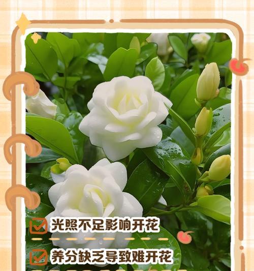 栀子花老了怎么办？保养小妙招让它再次绽放光彩（栀子花老化问题解决办法，延长栀子花的生命周期）-第3张图片-绿意生活