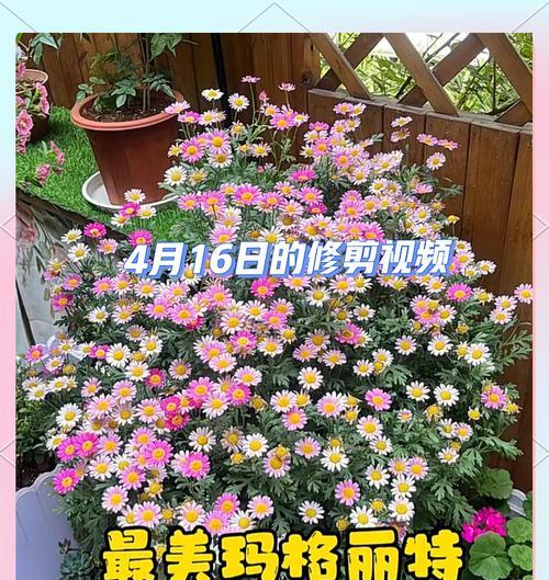 木槿不开花的原因（探寻木槿不开花的神秘之谜）-第2张图片-绿意生活