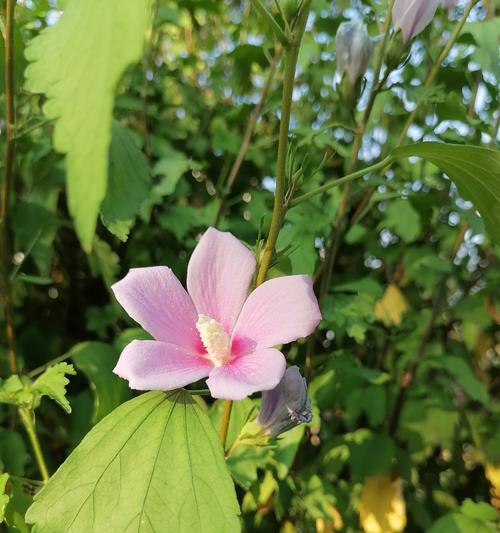 木槿不开花的原因（探寻木槿不开花的神秘之谜）-第3张图片-绿意生活