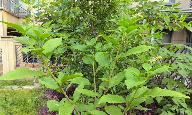 探寻神秘的商路之植物（揭秘商路之植物的生态和文化意义）-第1张图片-绿意生活