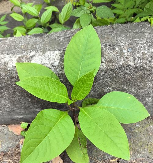 探寻神秘的商路之植物（揭秘商路之植物的生态和文化意义）-第3张图片-绿意生活