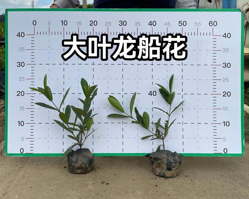龙船花叶子碧绿，展示春意盎然（以生机勃勃的叶片，赏析龙船花的魅力）-第2张图片-绿意生活