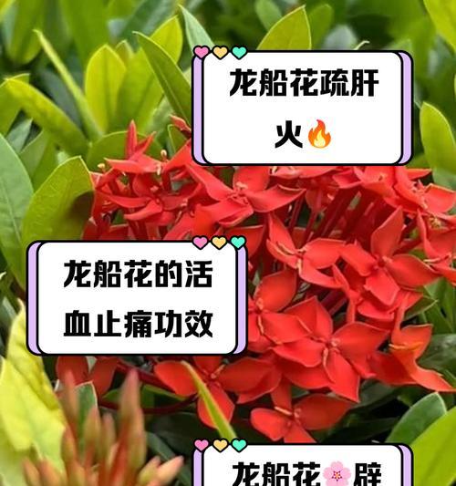 龙船花叶子碧绿，展示春意盎然（以生机勃勃的叶片，赏析龙船花的魅力）-第1张图片-绿意生活