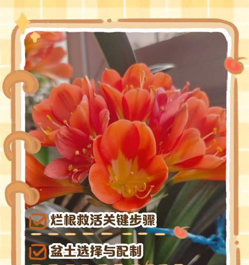 君子兰根烂的原因及处理方法（揭秘君子兰根烂现象，教你科学护理）-第1张图片-绿意生活