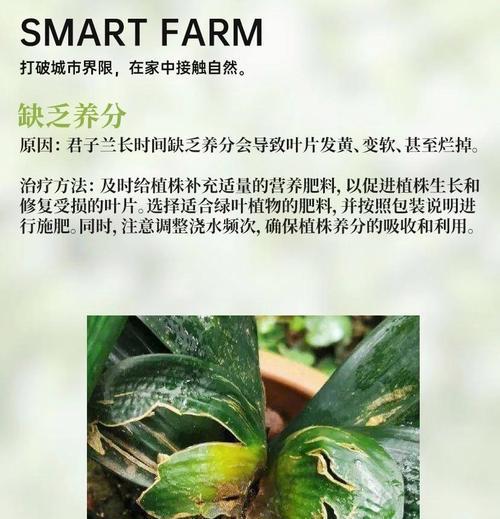君子兰根烂的原因及处理方法（揭秘君子兰根烂现象，教你科学护理）-第2张图片-绿意生活