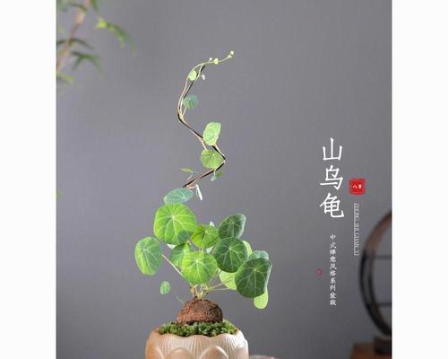 牵牛花喜阳还是喜阴？（了解牵牛花生长条件，让它更茁壮成长）-第1张图片-绿意生活