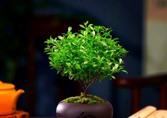 牵牛花喜阳还是喜阴？（了解牵牛花生长条件，让它更茁壮成长）-第3张图片-绿意生活