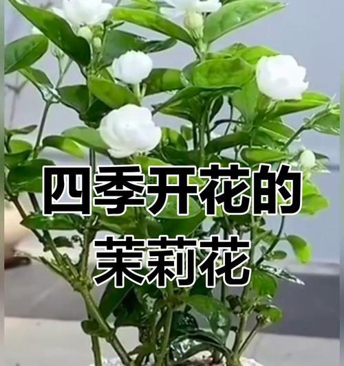 茉莉盆景的养殖技巧（打造居家绿意，茉莉盆景带来清新空气）-第2张图片-绿意生活