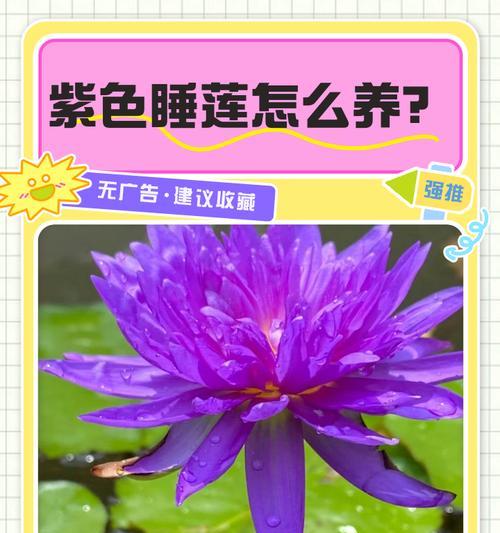 水莲养护全攻略（了解水莲最佳养护方法，让它绽放生机）-第1张图片-绿意生活