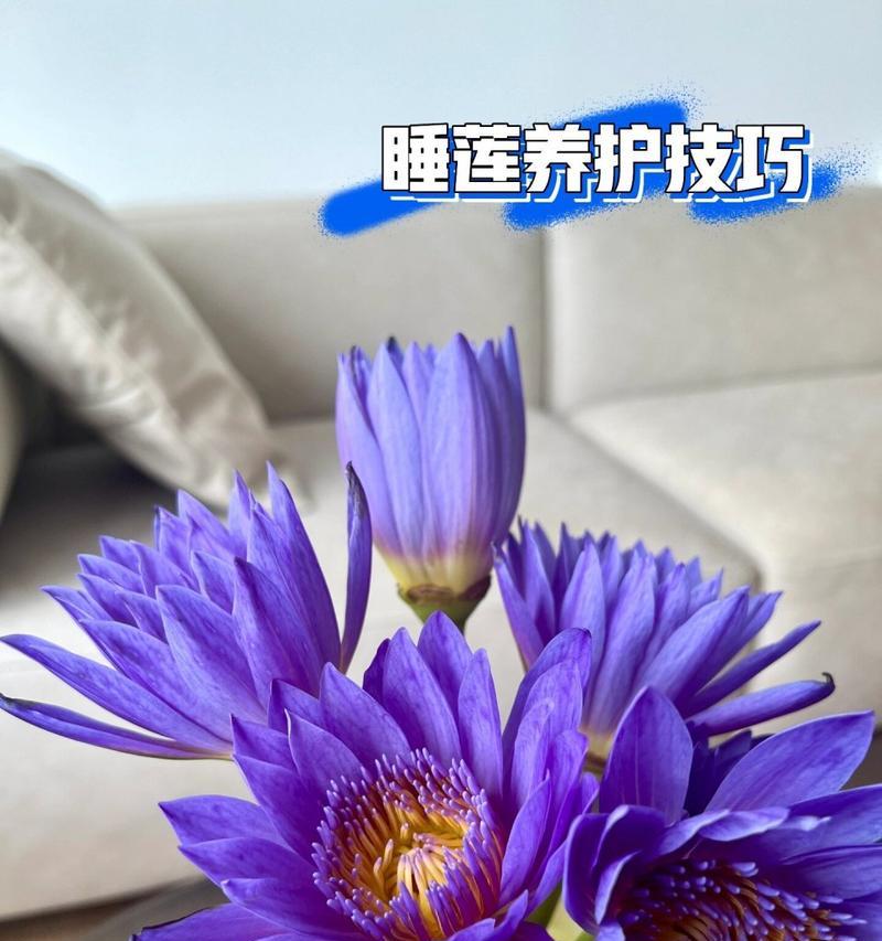 水莲养护全攻略（了解水莲最佳养护方法，让它绽放生机）-第2张图片-绿意生活