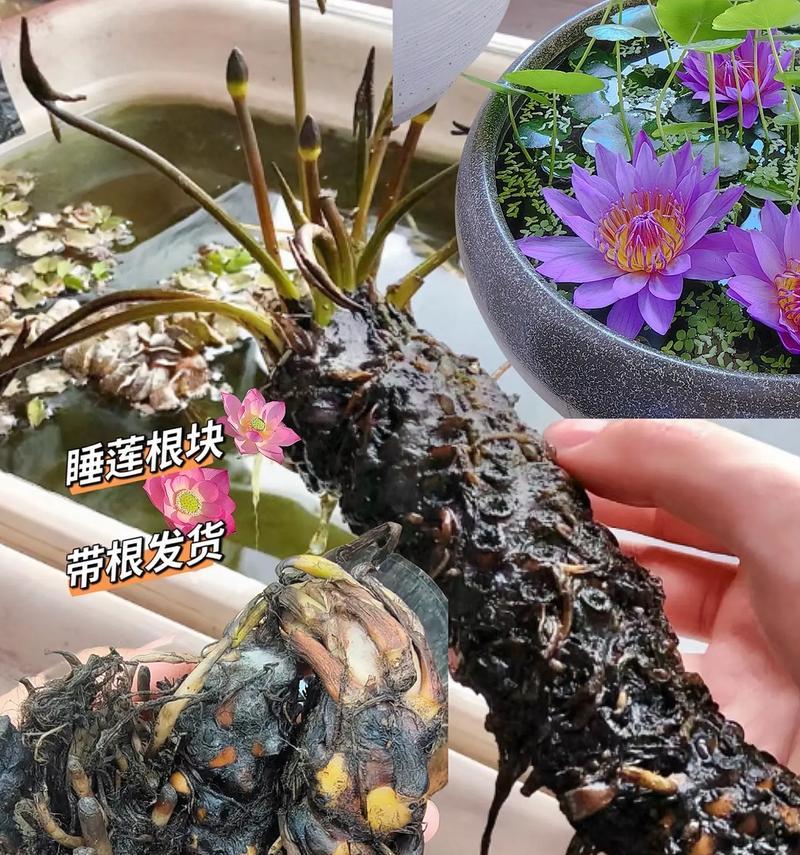 水莲养护全攻略（了解水莲最佳养护方法，让它绽放生机）-第3张图片-绿意生活