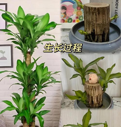 彩虹木的养护指南（打造丰盈多彩的家居景观，彩虹木是你的首选！）-第2张图片-绿意生活