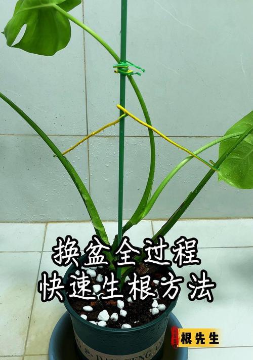 如何清洗发霉的转运竹杆子（清洗竹杆子的简便方法）-第2张图片-绿意生活