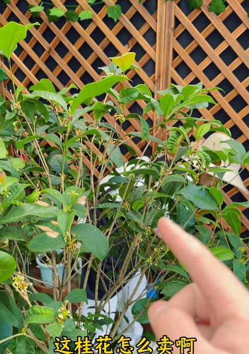 屋里怎样养桂花（打造室内桂花乐园，让芳香氤氲家中）-第3张图片-绿意生活