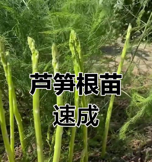 种植芦笋根的技巧和时间（从选地到收获，让你轻松掌握芦笋根种植的秘密）-第1张图片-绿意生活