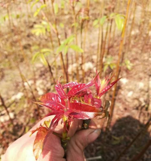 香椿树的种子收取与利用方法（探索香椿树的种子收取技巧及其价值）-第1张图片-绿意生活